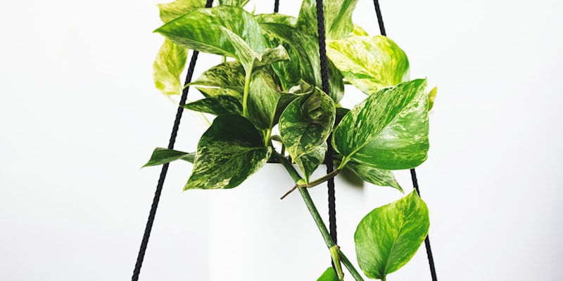 欧冠联赛奖杯在灯光下闪耀的展示照片